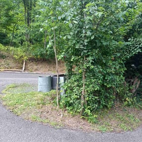 Bush Trimming by Colorado Landscape and Lawn Maintenance reviewed on September 10, 2021