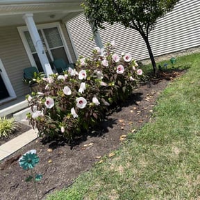 Flower Bed Weeding by Ultimate Landscape Contractor reviewed on March 29, 2022
