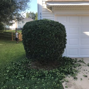 Bush Trimming by C.A.N. Lawn Services LLC reviewed on June 13, 2025