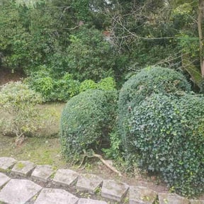 Bush Trimming by Abundant Harvest Lawn Care LLC reviewed on June 20, 2022