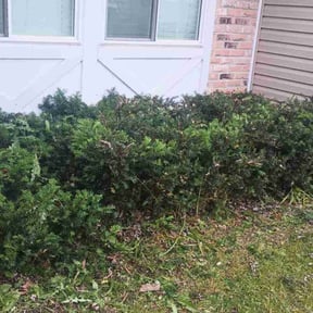 Bush Trimming by Monakino Landscape reviewed on January 22, 2021