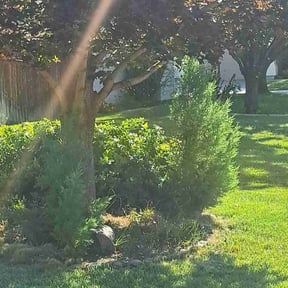 Bush Trimming by Betty Lawn Care reviewed on May 10, 2022