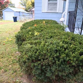 Bush Trimming by Bro J's LawnCare &amp; Landscaping reviewed on November 1, 2024