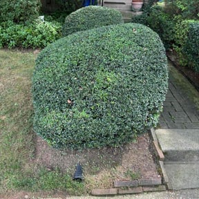 Bush Trimming by Scott Lawncare reviewed on June 15, 2022