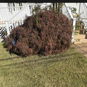 Bush Trimming by County Line Services reviewed on August 3, 2022