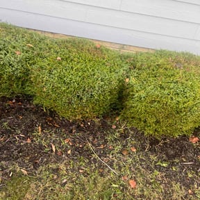 Bush Trimming by Community Lawn reviewed on July 24, 2022