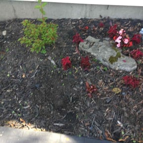 Flower Bed Weeding by Prizel Lawn Service reviewed on July 6, 2022