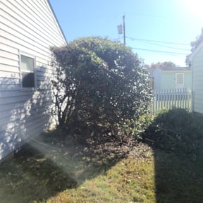 Bush Trimming by Field of Dreams Landscaping reviewed on March 6, 2025