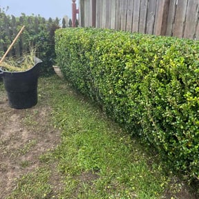 Bush Trimming by Slaughter Clean Cut Lawn Care llc reviewed on June 27, 2023