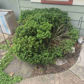 Bush Trimming by On The Green reviewed on July 29, 2022