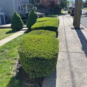 Bush Trimming by DWB Lawn Care Services reviewed on July 25, 2022