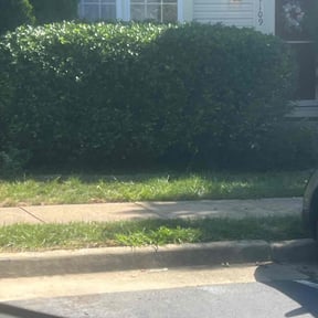 Bush Trimming by Tommy's Lawn Services reviewed on July 31, 2025