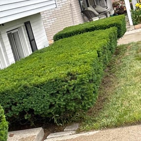 Bush Trimming by Washington transport lawn co. reviewed on June 29, 2025