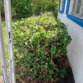 Bush Trimming by Rucker’s Lawn Care reviewed on April 29, 2022