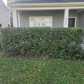 Bush Trimming by Dream Cuts landscaping and Lawn Care LLC reviewed on January 23, 2025