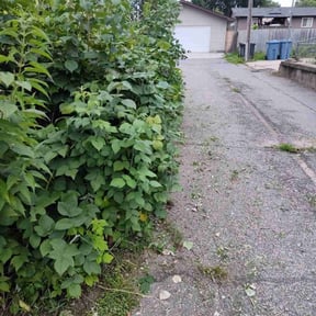 Bush Trimming by Dels Mow, Blow, and snow removal reviewed on July 7, 2025