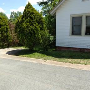 Bush Trimming by Cristopher Beltran reviewed on May 23, 2025