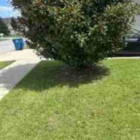 Bush Trimming by Donald Austile Lawn Care reviewed on July 8, 2022