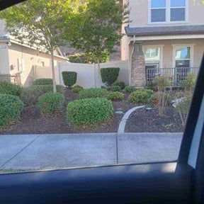 Bush Trimming by Unmanageable weeds reviewed on December 24, 2024