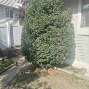 Bush Trimming by Arroyo Lawn Service reviewed on June 23, 2022