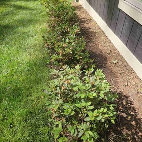 Bush Trimming by BBA BIG BROTHERS IN ACTION LLC reviewed on July 21, 2022
