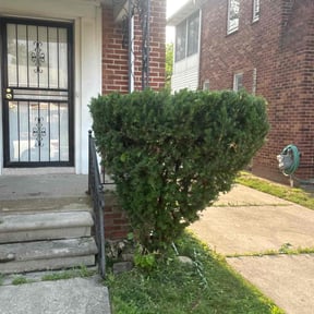 Bush Trimming by Robertson Lawn Care reviewed on August 25, 2024