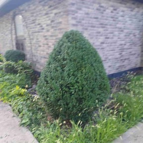 Bush Trimming by No Mow Worries!!! reviewed on November 9, 2022