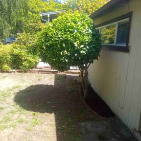 Bush Trimming by Devout Landscape reviewed on May 9, 2025