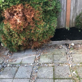 Mulching by Pristine Properties LHS reviewed on April 12, 2025