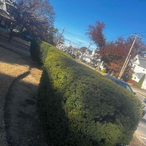 Bush Trimming by Murf scapes reviewed on July 27, 2022