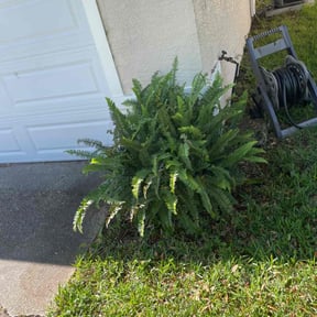 Leaf Removal by Castrolawns reviewed on June 17, 2022