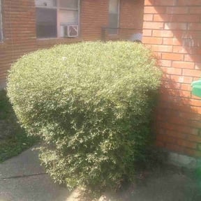 Bush Trimming by Bowie made business llc reviewed on June 27, 2025