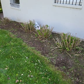 Flower Bed Weeding by CF Landscaping & Tree LLC reviewed on May 7, 2025