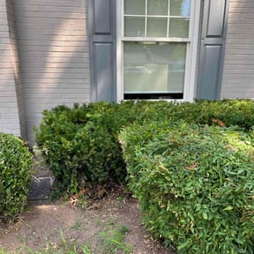 Bush Trimming by Peaks Property Maintenance reviewed on July 13, 2022