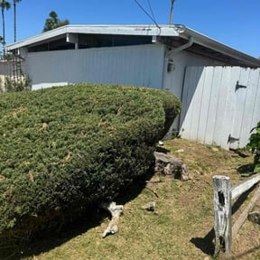 Bush Trimming by Randy's Lawn Services reviewed on July 11, 2022