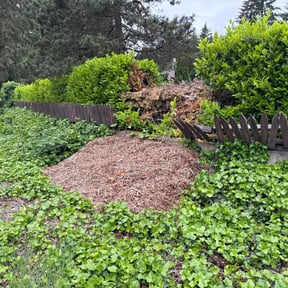 Leaf Removal by GZAG reviewed on June 23, 2022