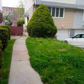 Bush Trimming by Otto lawnmower reviewed on June 28, 2022