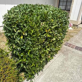 Bush Trimming by The Williams reviewed on May 22, 2022