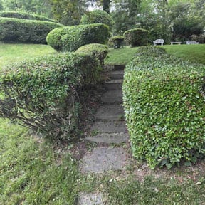 Bush Trimming by SGP Lawn Services reviewed on October 9, 2024