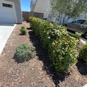 Bush Trimming by Rodriguez lawn service reviewed on October 9, 2022