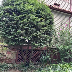 Bush Trimming by Green Day Lawn Service reviewed on November 16, 2021