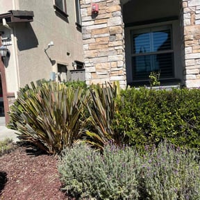 Bush Trimming by Jason's Home Service's LLC reviewed on June 4, 2022