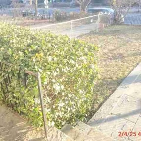 Bush Trimming by LSLTDallas/FortWorthTruGreen reviewed on June 23, 2025