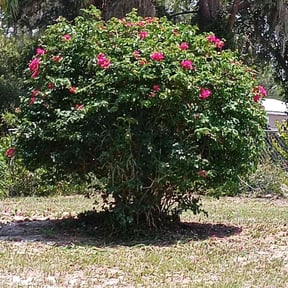 Bush Trimming by Green Tree Landscaping reviewed on May 26, 2023