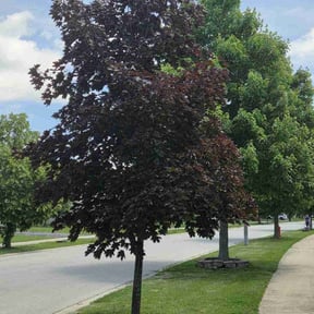 Bush Trimming by NRB LAWN CARE LLC reviewed on June 20, 2022
