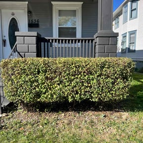 Bush Trimming by Yard Guys reviewed on August 2, 2022