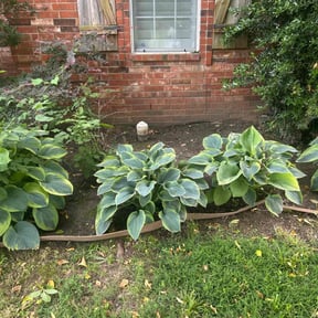 Flower Bed Weeding by Country Cuts reviewed on August 19, 2020