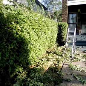 Bush Trimming by Texas Fencing & Landscaping reviewed on March 21, 2023