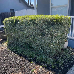 Bush Trimming by LSLTDallas/FortWorthTruGreen reviewed on July 14, 2023