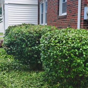 Bush Trimming by MitchellsHaulingservicellc reviewed on May 5, 2025